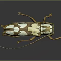 Detailed Longhorn Beetle With Long Antennae Brown White Spotted Body And Orange Legs