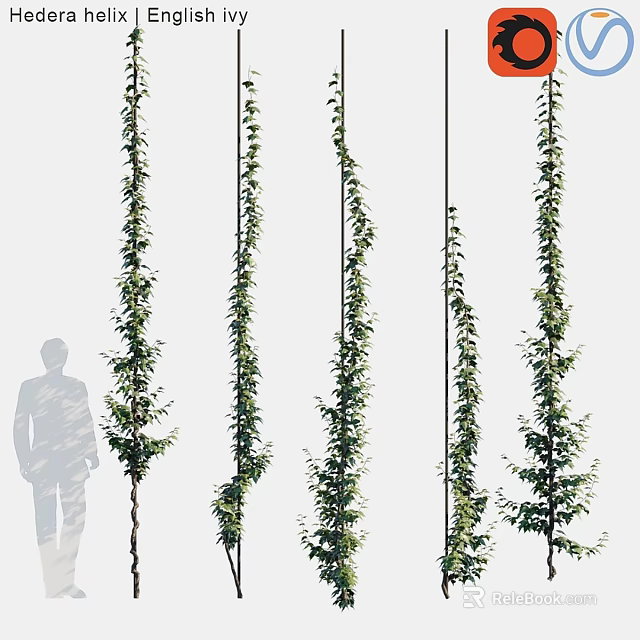Tall Vertical Growing Green Vines With Human Silhouette Showing Height 3d model 