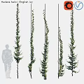 Tall Vertical Growing Green Vines With Human Silhouette Showing Height