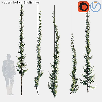 Tall Vertical Growing Green Vines With Human Silhouette Showing Height 3d model