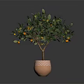 Potted Citrus Tree with Yellow Fruits in Brown Patterned Pot Against Dark Background