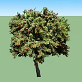 Two Arbor Trees with Lush Green Foliage and Red Berries in Garden