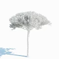Green Pine Tree With Umbrella Shaped Crown And Dark Trunk On White Background 3d model