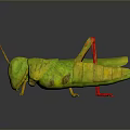 3D Rendered Green Grasshopper With Red Legs And Large Eyes On Gray Background