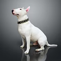 White Bull Terrier Sitting On Smooth Black Surface Wearing Black Collar Against Gray Background