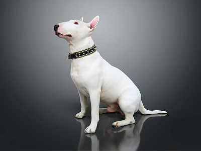 White Bull Terrier Sitting On Smooth Black Surface Wearing Black Collar Against Gray Background 3d model