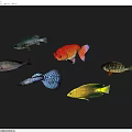 Vibrant Aquatic Animals Featuring Goldfish Tropical Fish And Colorful Species