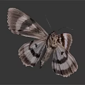Black And White Butterfly With Intricate Wing Patterns On Dark Background 3d model