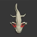 White Axolotl with Red Feathery External Gills on Black Background Showing Reflection 3d model