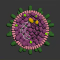 Human Hair Organ Structure With Follicle Cells And Growth Components