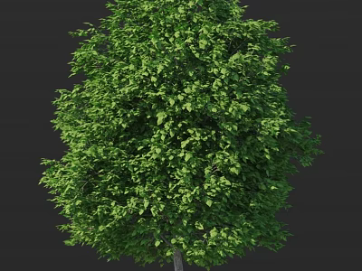 Lush Green Tree With Dense Foliage And Vibrant Leaves In Natural Environment 3d model