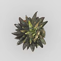 Fresh Ripe Pineapple With Green Leafy Top And Golden Yellow Diamond Pattern Skin