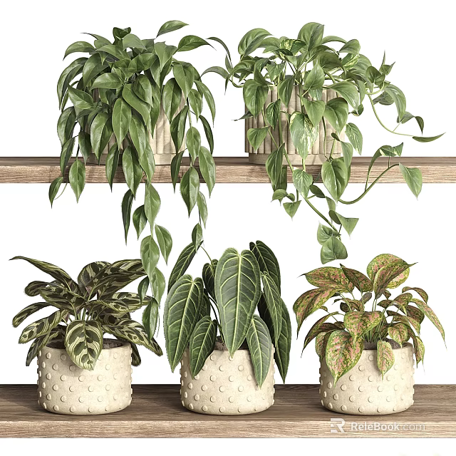 Indoor Garden With Hanging And Potted Green Plants In White Pots On Wooden Shelves 3d model 