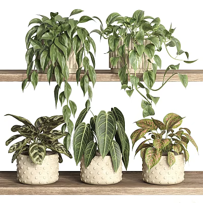 Indoor Garden With Hanging And Potted Green Plants In White Pots On Wooden Shelves 3d model
