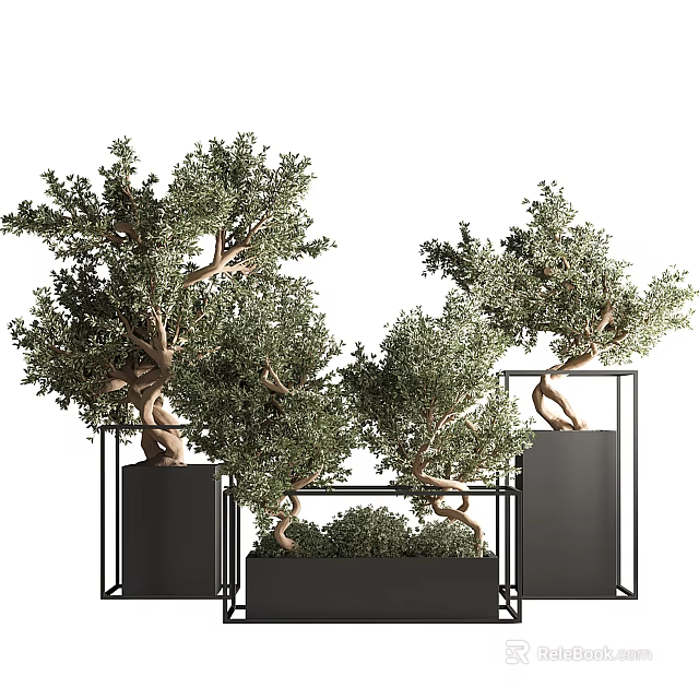Bonsai Olive Trees in Black Metal Planters with Lush Foliage and Unique Trunks 3d model 