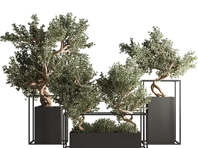 Bonsai Olive Trees in Black Metal Planters with Lush Foliage and Unique Trunks 3d model