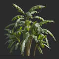 Tropical Banana Tree With Large Green Leaves Lush Foliage And Strong Trunk