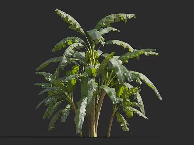 Tropical Banana Tree With Large Green Leaves Lush Foliage And Strong Trunk 3d model