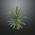 Vibrant Green Shrub With Lush Foliage And Tropical Leaf Design In Garden