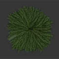 Lush Green Pine Tree Standing Alone In Natural Outdoor Environment With Dark Background 3d model