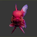 Vibrant Goldfish With Red Pink Body Purple Fins And Bulbous Head On Dark Background