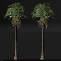 Two Tall Palm Trees With Slender Trunks Green Fronds On Gray Ground Against Black Background