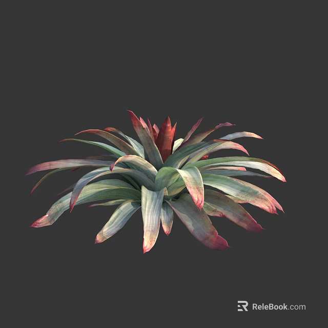 Vibrant Succulent Plant With Green And Red Fleshy Leaves In Rosette Shape 3d model 