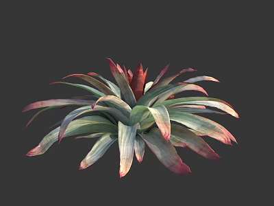 Vibrant Succulent Plant With Green And Red Fleshy Leaves In Rosette Shape 3d model