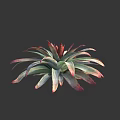 Vibrant Succulent Plant With Green And Red Fleshy Leaves In Rosette Shape