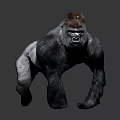 Gorilla With Red Crown And Dark Gray Body In Standing Posture On Simple Gray Background