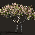 Lush Blooming Tree with Abundant Pink Blossoms and Person Standing Beside