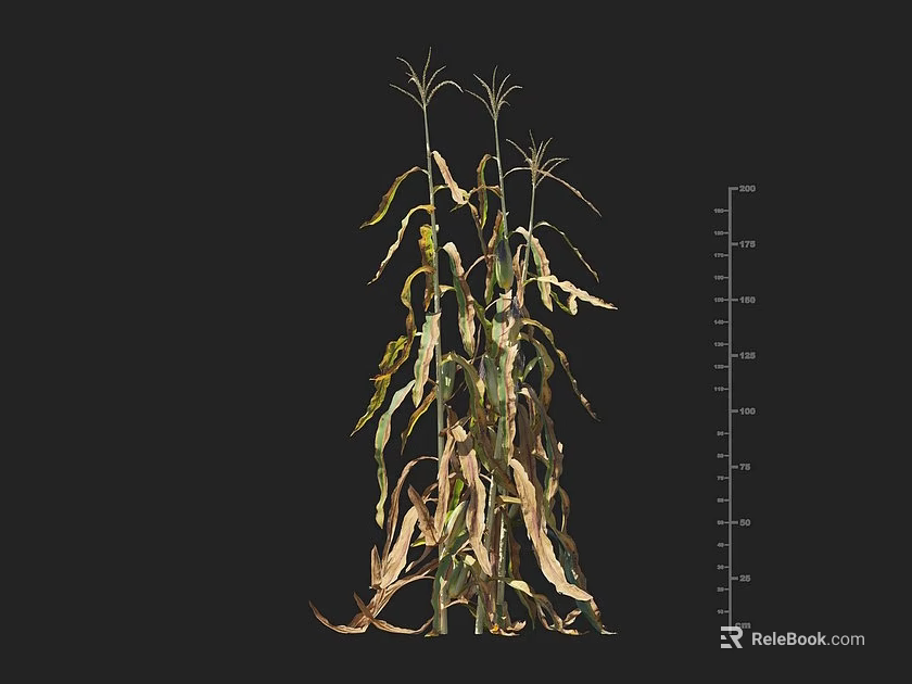 Corn Plant With Yellow And Green Wilted Leaves Next To Height Measurement Scale 3d model 
