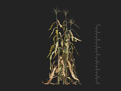 Corn Plant With Yellow And Green Wilted Leaves Next To Height Measurement Scale 3d model