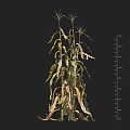 Corn Plant With Yellow And Green Wilted Leaves Next To Height Measurement Scale