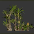 Multiple Palm Trees With Green Leaves And Brown Trunks Yellow Flowers In Decorative Arrangement