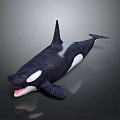 Lifelike Black And White Orca Aquatic Animal With Open Mouth And Dorsal Fin