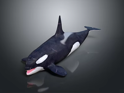 Lifelike Black And White Orca Aquatic Animal With Open Mouth And Dorsal Fin 3d model