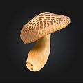Isolated Brown Mushroom With Patterned Cap And Light Colored Stem On Black Background 3d model