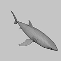Realistic Gray Shark 3D Model With Detailed Fin And Body Render 3d model