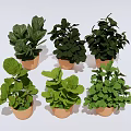 Multiple Green Leafy Potted Plants in Brown Pots on White Background