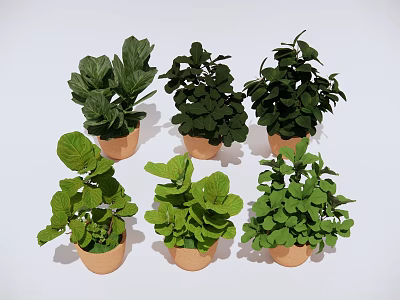 Multiple Green Leafy Potted Plants in Brown Pots on White Background 3d model