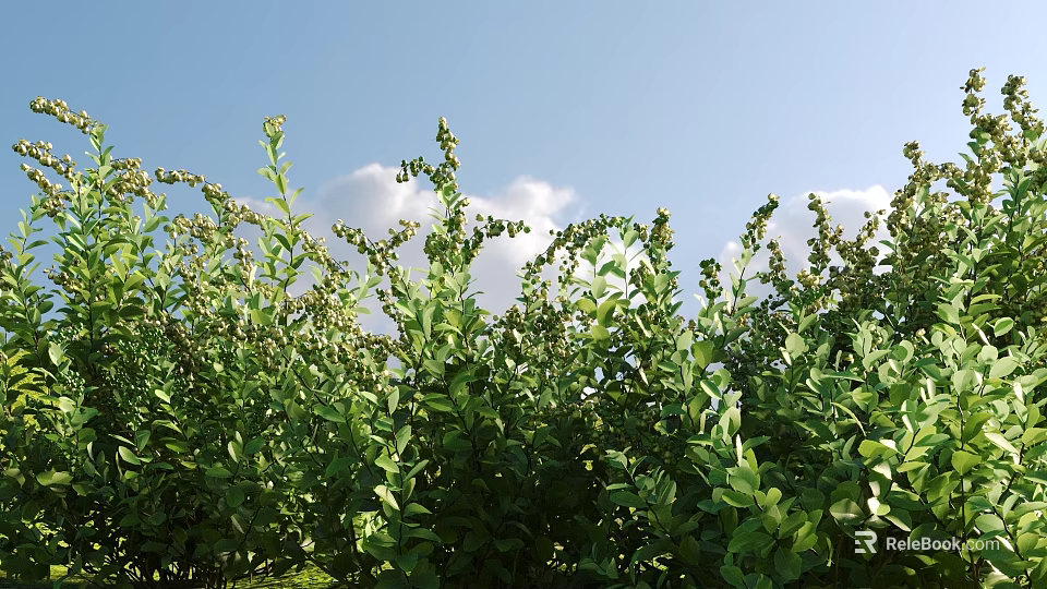 Lush Green Shrubs Thriving Under Clear Blue Sky With White Clouds 3d model 