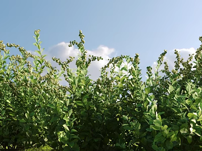 Lush Green Shrubs Thriving Under Clear Blue Sky With White Clouds 3d model