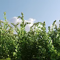 Lush Green Shrubs Thriving Under Clear Blue Sky With White Clouds 3d model