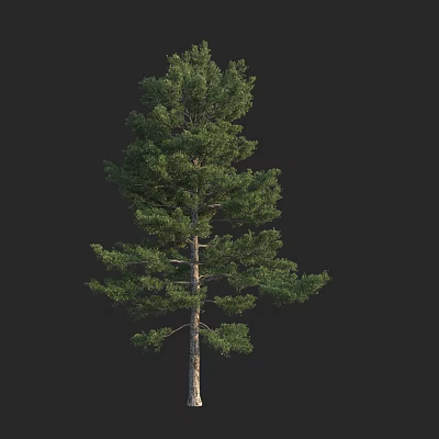 Tall Pine Arbor With Lush Green Foliage And Straight Trunk Isolated On Black 3d model