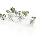 Tropical Palm Plants With Various Species Different Leaf Shapes Sizes And Heights For Decorative