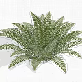 Lush Green Fern Plant With Vibrant Feathery Fronds For Indoor Decoration
