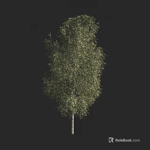 Birch Tree With White Trunk And Green Leaves Isolated On Black Background 3d model