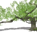 Lush Green Arbor With Thick Trunk Spreading Branches And Exposed Roots