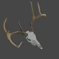 Natural Deer Skull With Antlers For Rustic Home Decoration 3d model